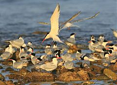 Elegant Tern